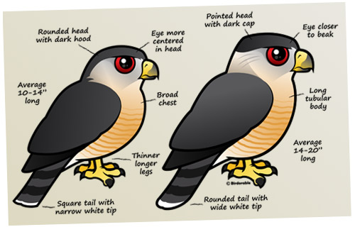 Cooper's Hawk versus Sharp-shinned Hawk ID tips