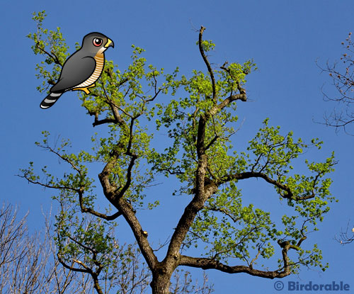 Birdorable Cooper's Hawk