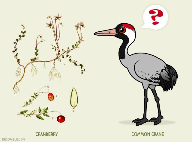 Cranberry plant and Common Crane by Birdorable