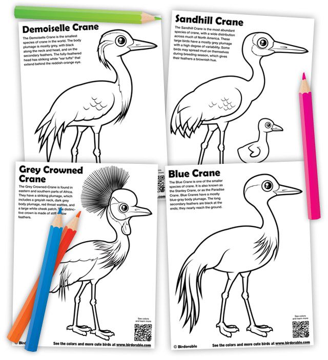 Crane coloring pages by Birdorable