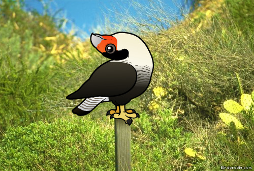 Crested Caracara head-throwback display