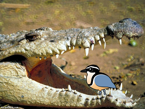 Birdorable Crocodile Bird