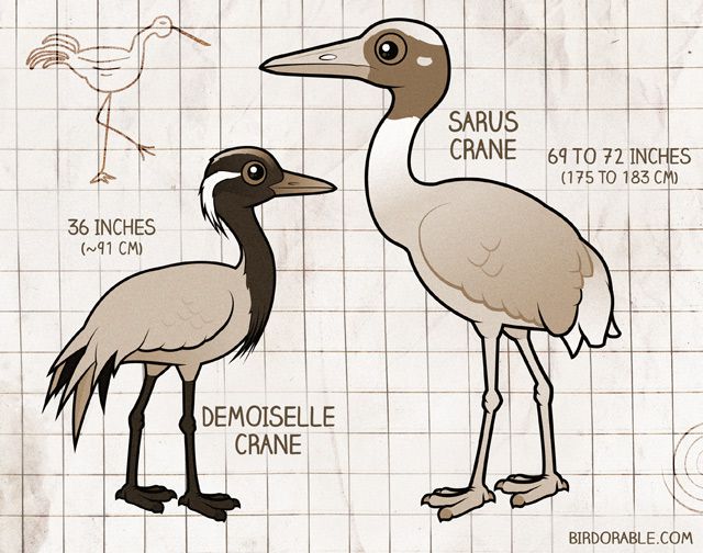 Size of Demoiselle Crane vs. Sarus Crane