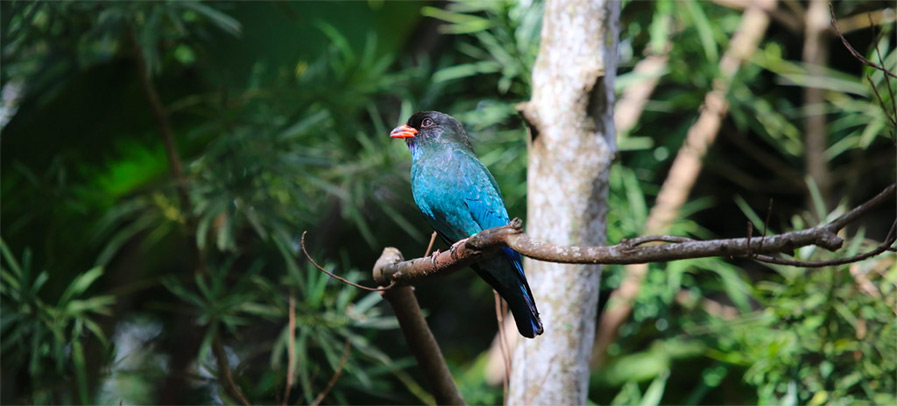 Dollarbird photo