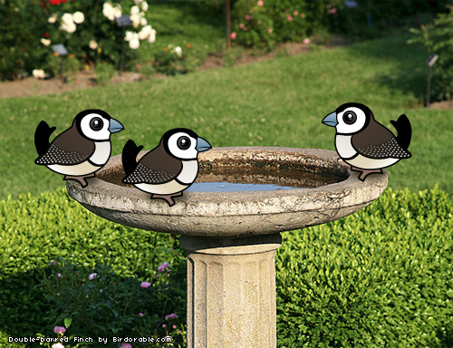 Birdorable Double-barred Finch