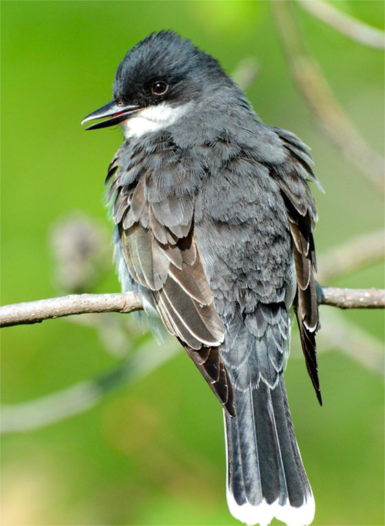 Eastern Kingbird