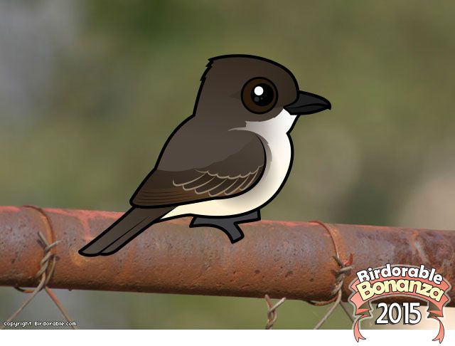 Birdorable Eastern Phoebe