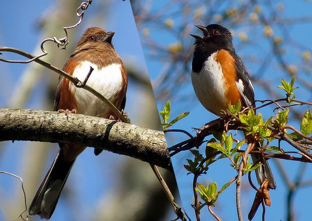 Eastern Towhee, female and male