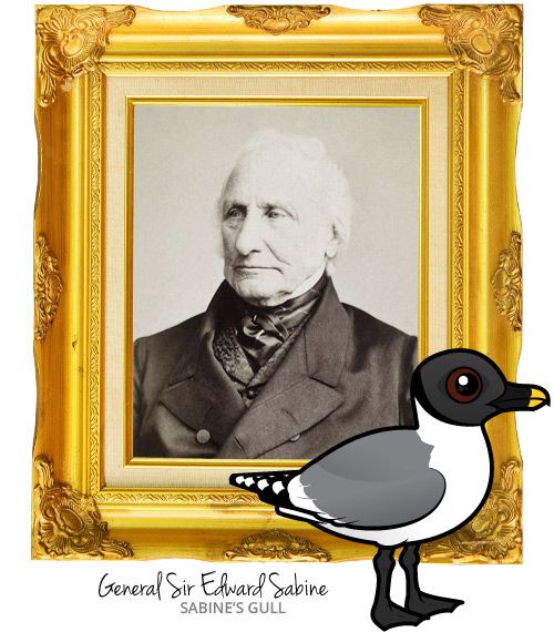 General Sir Edward Sabine with Birdorable Sabine's Gull