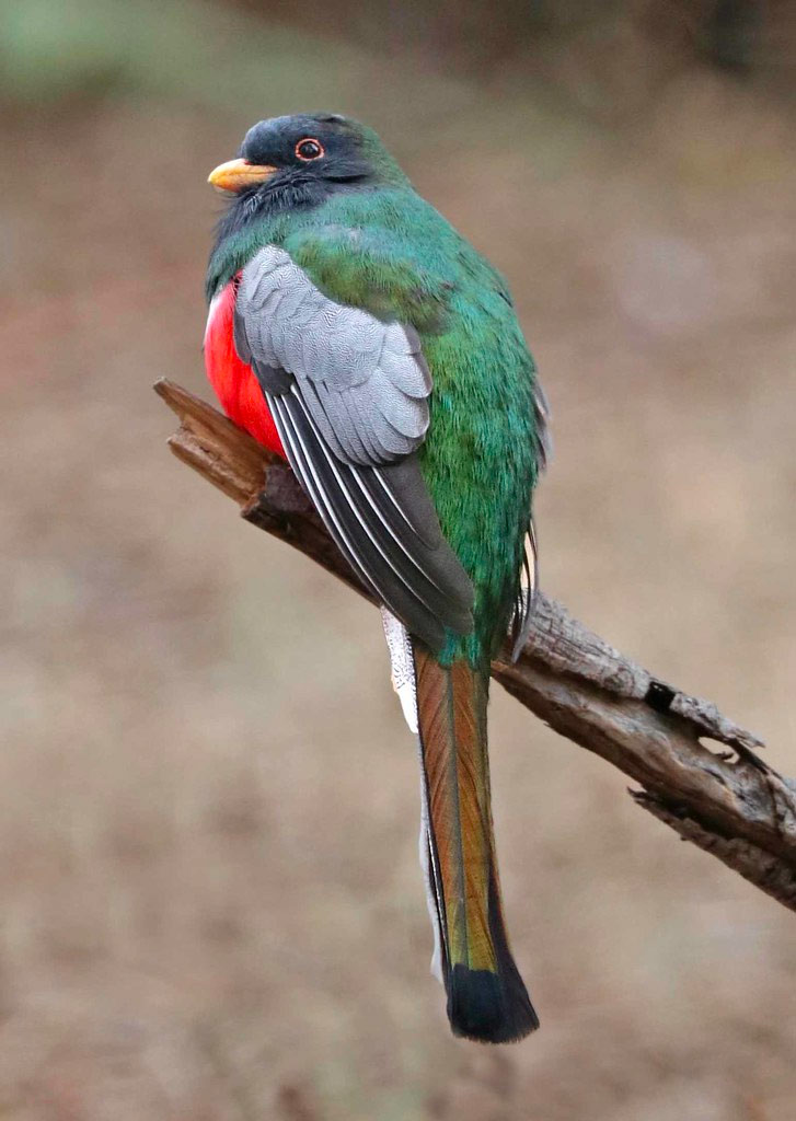 Photo of an Elegant Trogon