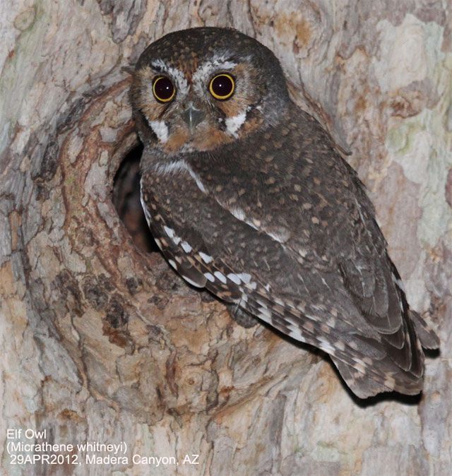 Elf Owl