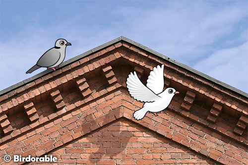 Eurasian Collared Dove