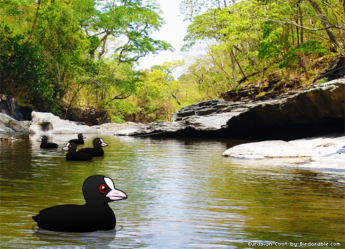 Eurasian Coot