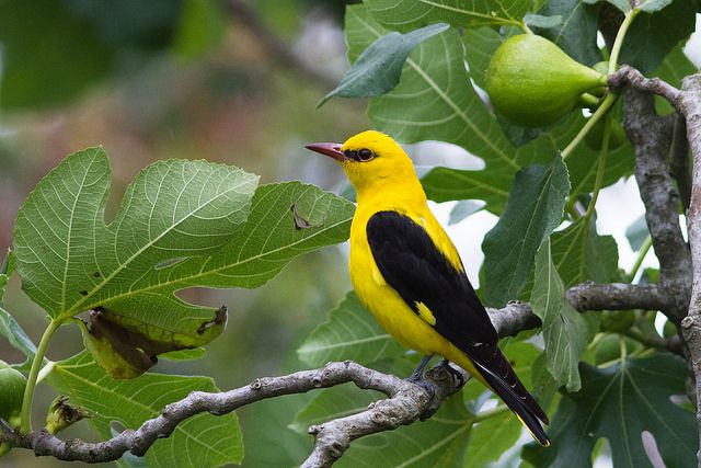 Eurasian Golden Oriole