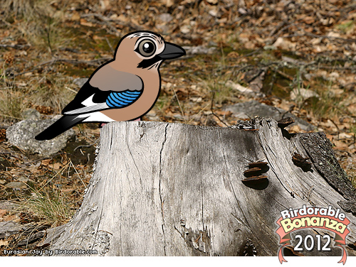 Eurasian Jay