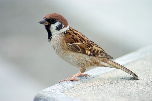 Photo of Eurasian Tree Sparrow