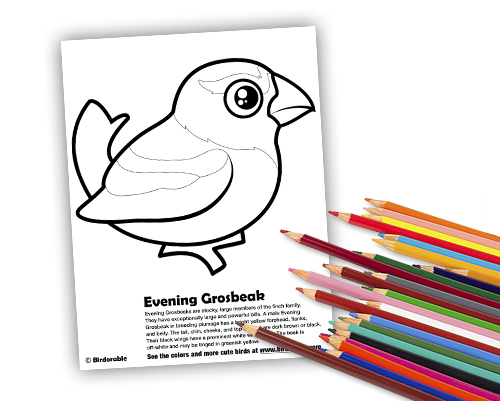 Evening Grosbeak coloring page