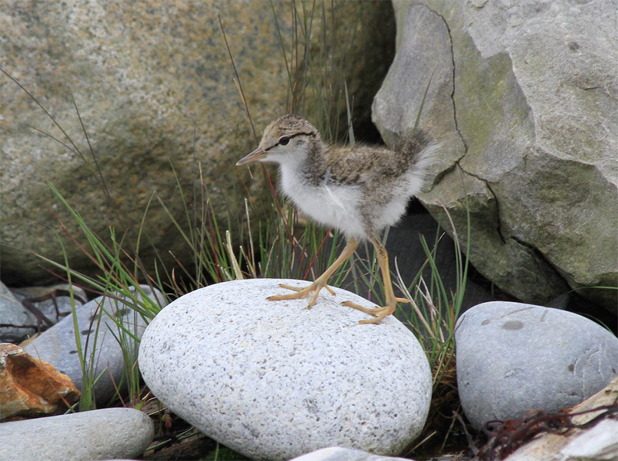 Spotted Sandpiper Chick