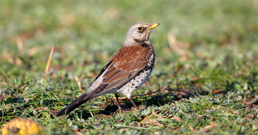 Fieldfare photo