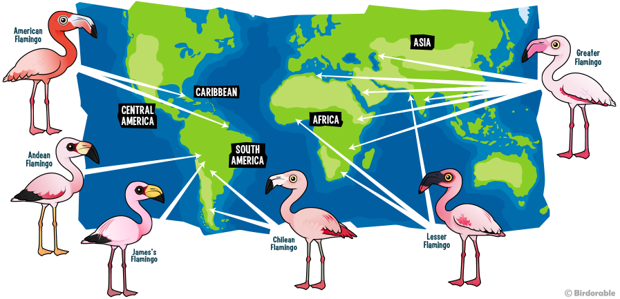 World range map of Flamingo species around the world