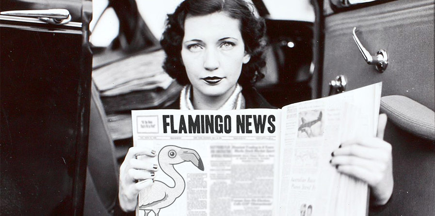 Flamingo News