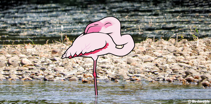 Birdorable Flamingo Sleeping on One Leg
