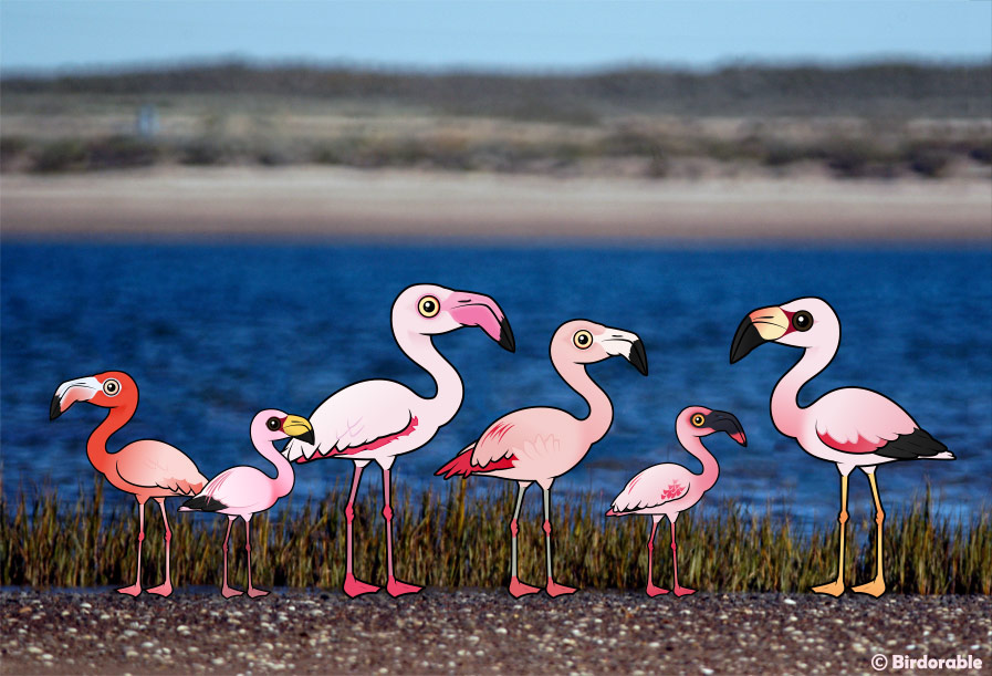 All Birdorable Flamingos