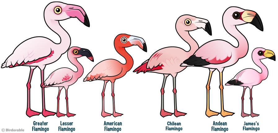Birdorable Flamingos of the World