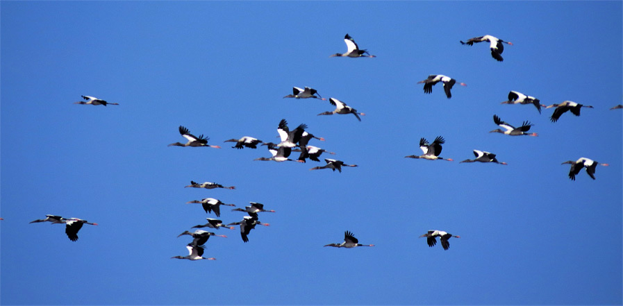 A group of Wood Storks in flight