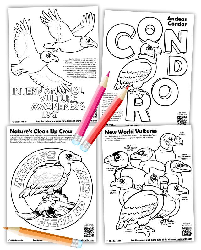 Four new vulture coloring pages by Birdorable