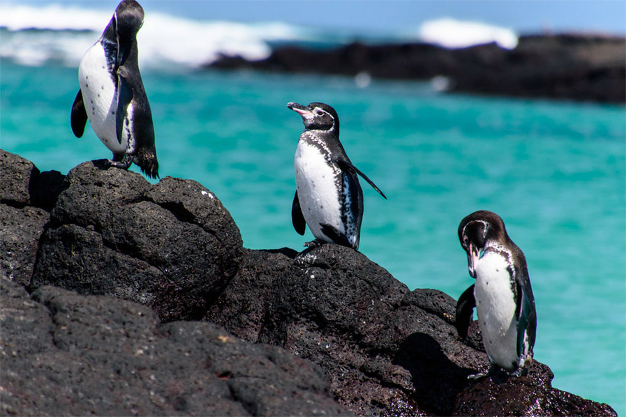Galapagos Penguins photo