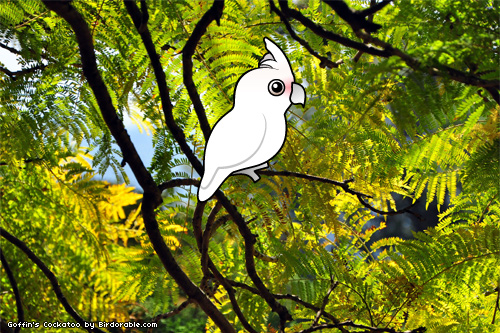 Goffin's Cockatoo