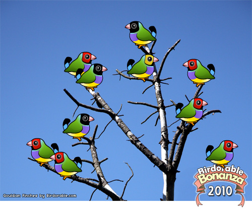Birdorable Gouldian Finch Birdorable Gouldian Finch