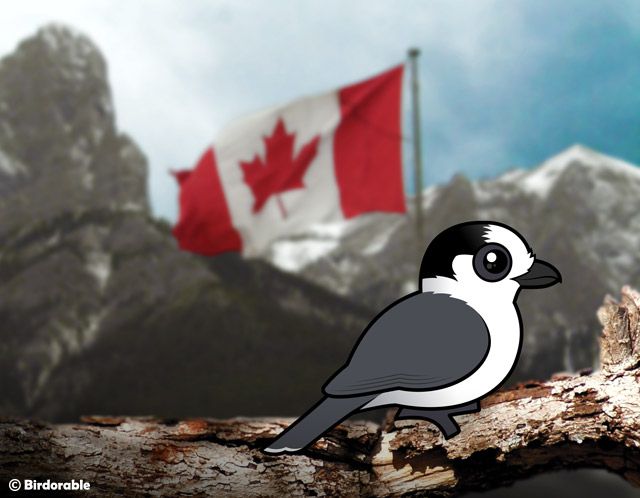 Birdorable Gray Jay in Canada