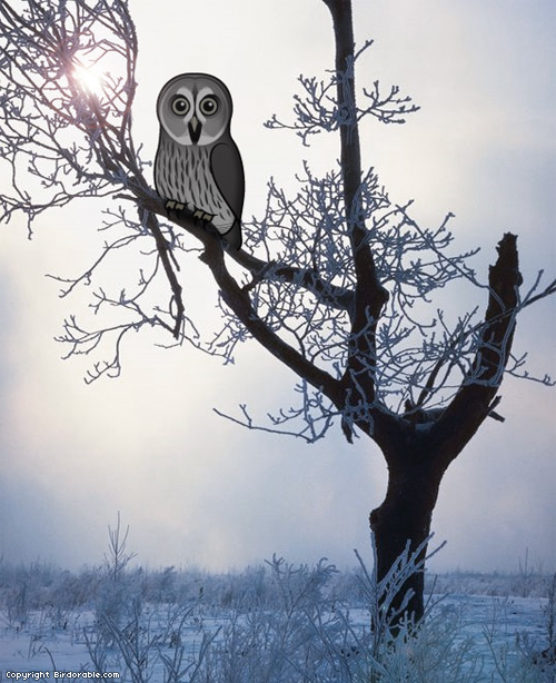 Birdorable Great Grey Owl