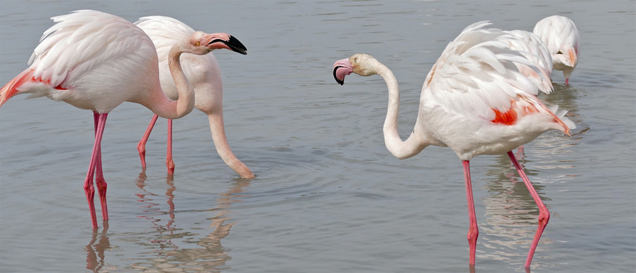 Greater Flamingo by Bernard DUPONT
