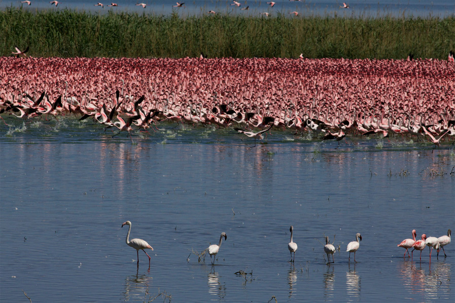 Greater Flamingos
