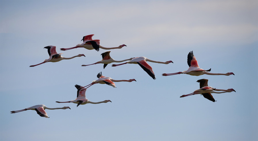Phoenicopterus roseus