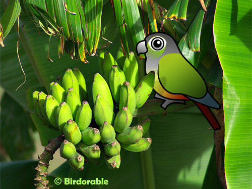 Birdorable Green-cheeked Parakeet