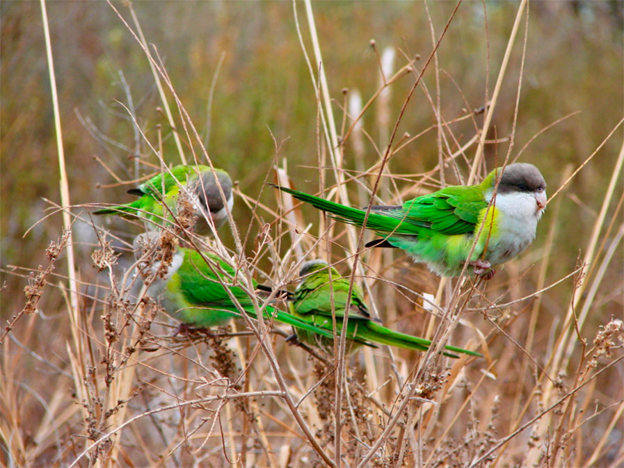 Grey-hooded Parakeets