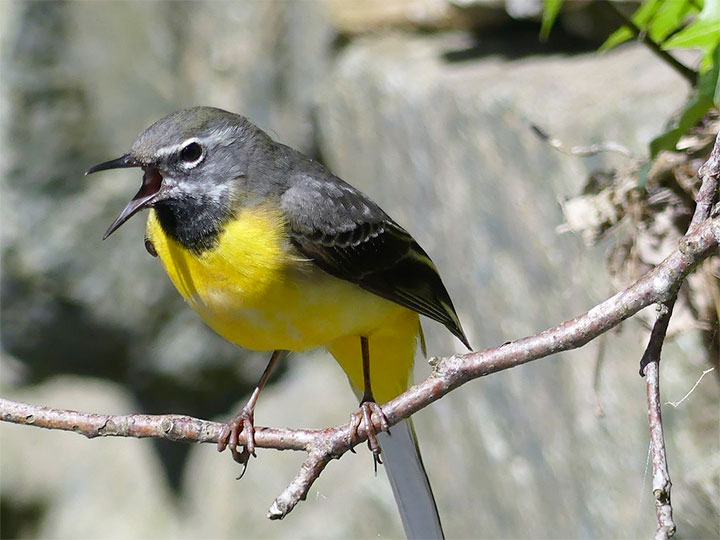 Grey Wagtail photo