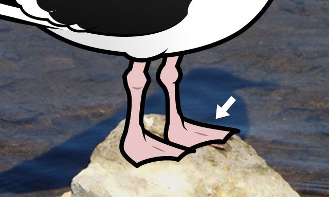 Webbed feet on a gull