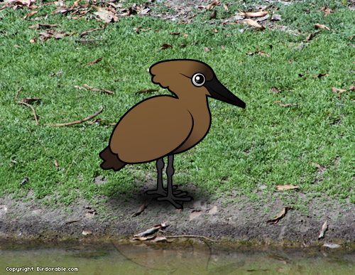 Hamerkop