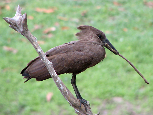 Hamerkop