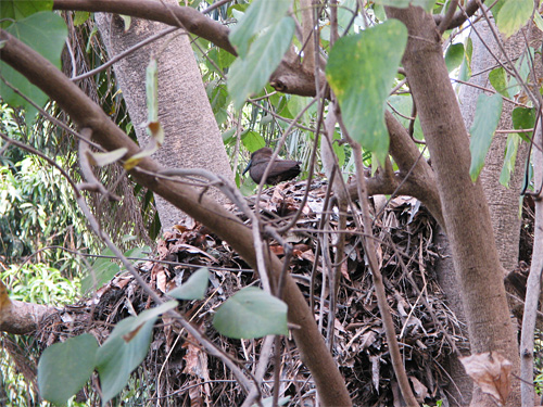 Hamerkop