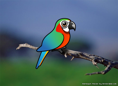 Harlequin Macaw