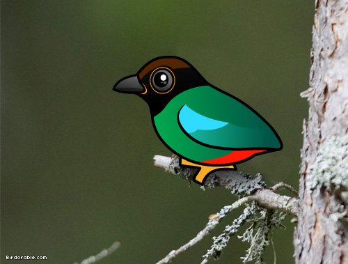 Birdorable Hooded Pitta