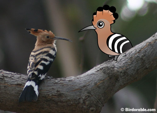 Hoopoe