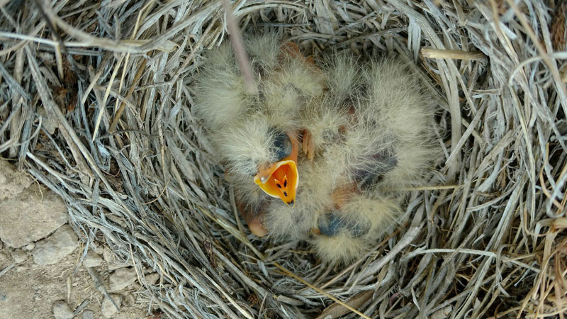 Horned Lark Nestlings