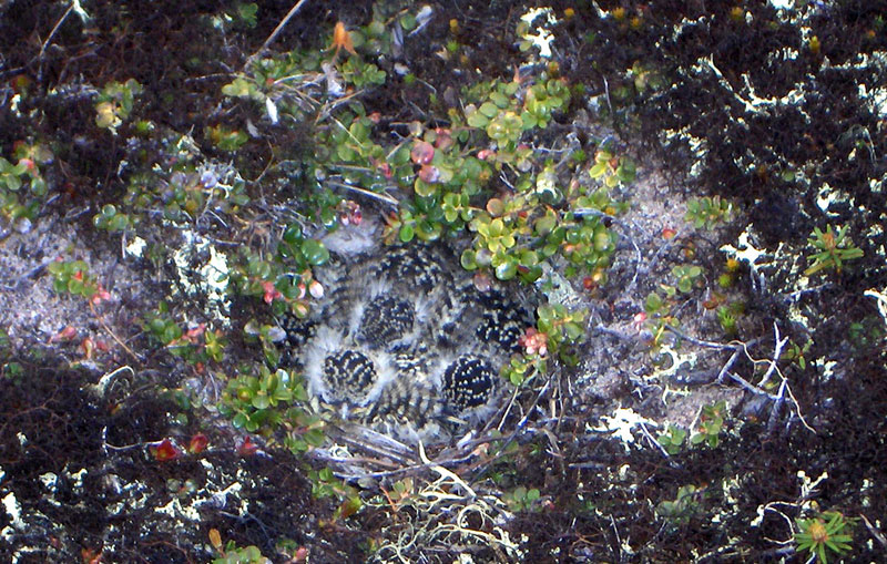 Tundra Camouflage, Hidden Horned Lark Nest